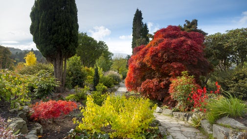 Shrubs and bushes with vivid red and yellow autumn foliage alongside a stone path in the Winter Garden at Bodnant Garden, Conwy